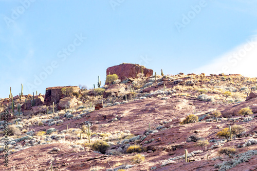 Arid rocky hillside dotted with giant cardon cacti under a clear blue sky in Brealito, Salta, Argentina. A scenic and remote desert landscape.