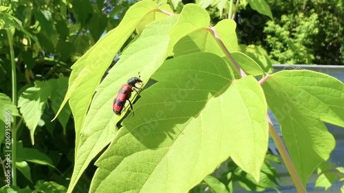 Red striped bee wolf beetle on fresh green leaf in bright sunlight macro nature closeup