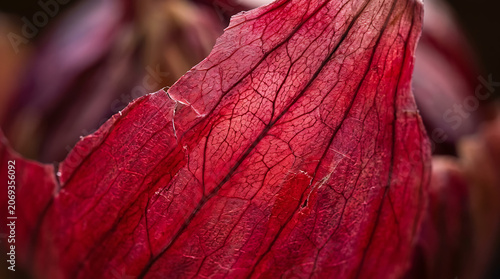 Close-up of vibrant red autumn leaf with detailed veins and textured surface showcasing natural beauty and intricate patterns