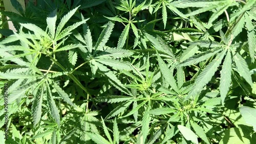 Top view of dense green cannabis leaves forming natural textured background in sunlight