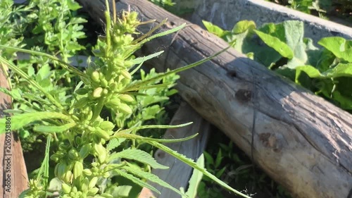 Cannabis plant with forming flower bud growing near wooden border in summer garden
