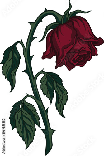 Schilderij op canvas Withered sad drooping dark red rose illustration isolated on whiteWithered sad d
