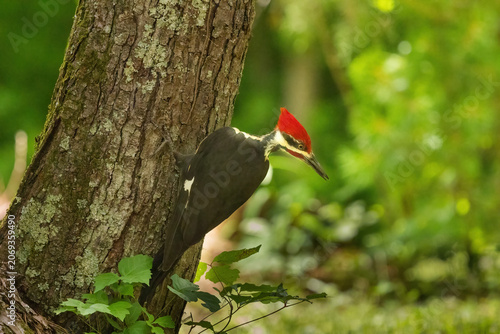 Pileated Woodpecker In Cades Cove Smoky Mountains Tennessee During Their Natural Activities