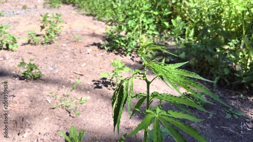 Wild cannabis plants growing in a sunny outdoor field with mixed weedy vegetation