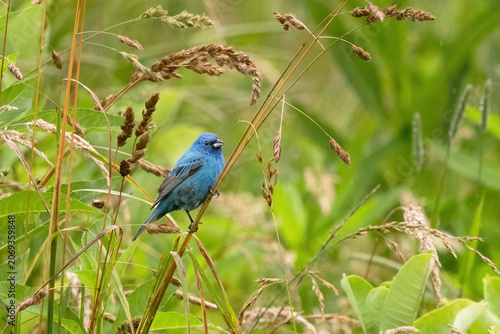 Bird in Cades Cove Smoky Mountains Tennessee Including Indigo Bunting in Natural Habitat