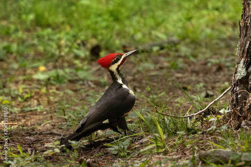 Pileated Woodpecker in Cades Cove Smoky Mountains Tennessee During Springtime Bird Activity