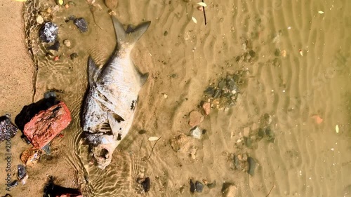 Dead freshwater fish washed ashore on a sandy riverbank with rippled water and scattered debris