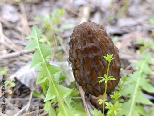 Black morel mushroom growing on forest floor in spring wild nature. Fresh edible black morel mushroom in the spring forest with pine needles