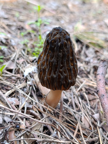 Black morel mushroom growing on forest floor in spring wild nature. Fresh edible black morel mushroom in the spring forest with pine needles