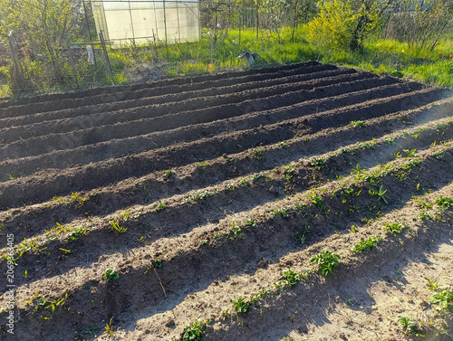 Freshly plowed potato fields and garden beds in spring. Ploughed soil rows in agricultural field with greenhouse background