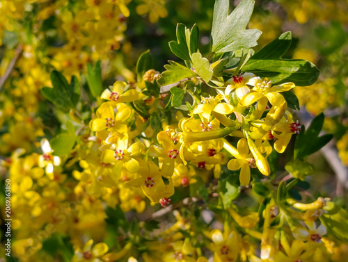 Golden currant flowers in spring garden, close up. Ribes aureum or golden clove currant yellow blooming branch