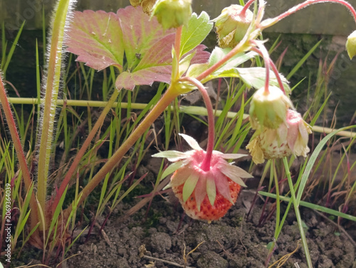 Fresh forest strawberries on green natural background. Wild strawberries growing on branch in garden close up