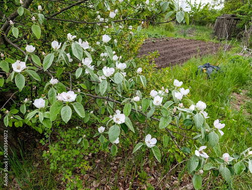 Quince tree branches with white flowers in sunny spring garden. Cydonia oblonga single flower blooming on branch in springtime garden