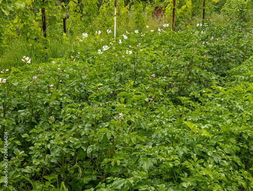 Growing organic potatoes crop in farming plantation. Green potato plants flowering in rural garden