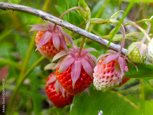 Fresh forest strawberries on green natural background. Wild strawberries growing on branch in garden close up