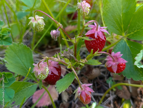 Fresh forest strawberries on green natural background. Wild strawberries growing on branch in garden close up