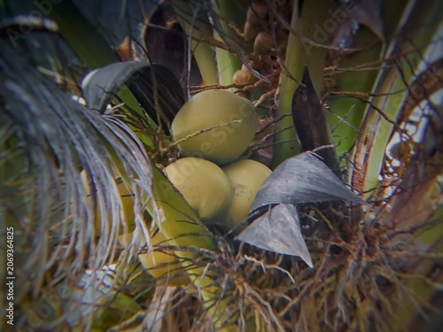 close up of coconuts on the tree