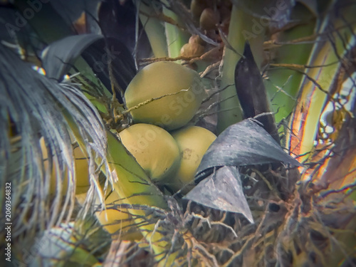 close up of coconuts on the tree