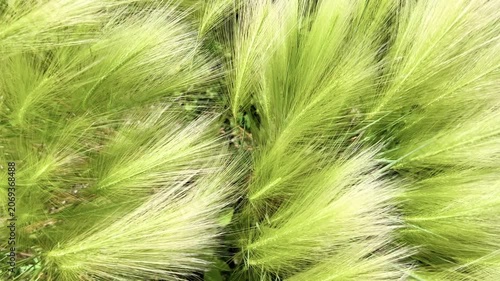 Feather grass Stipa pennata swaying in strong wind viewed from above in a summer meadow