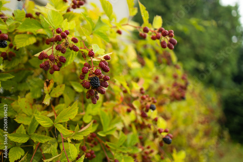A close-up view of wild blackberries ripening from red to black on a thorny branch with green leaves in a sunny outdoor garden.