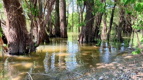 Flooded forest with tree trunks standing in murky lake water surrounded by lush green summer foliage