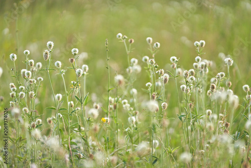 A clump of white clover in a meadow. A picturesque summer backdrop with a blurred background.