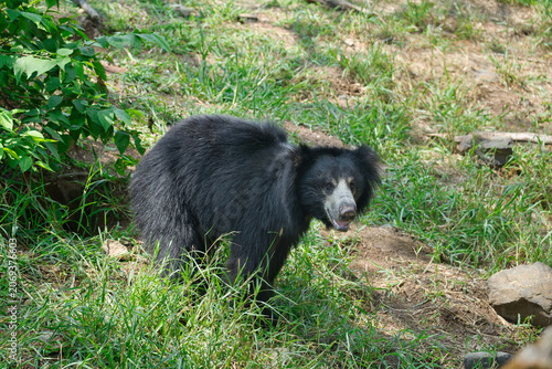 Εκτύπωση καμβά The sloth bear (Melursus ursinus), also known as the Indian bear