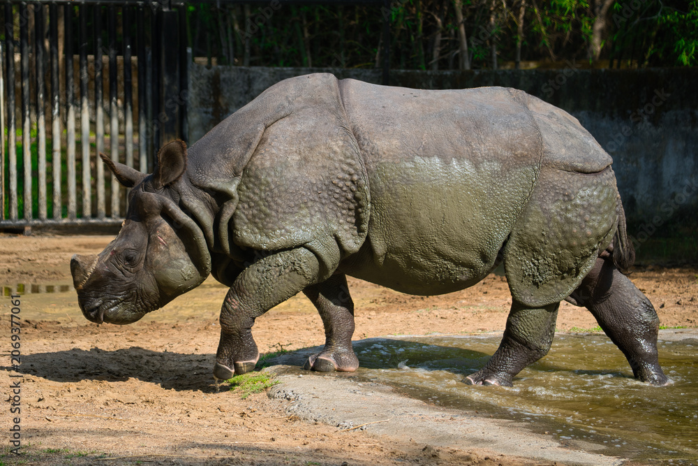 Fototapeta premium The Indian rhinoceros (Rhinoceros unicornis), also known as the greater one-horned rhinoceros, great Indian rhinoceros or Indian rhino