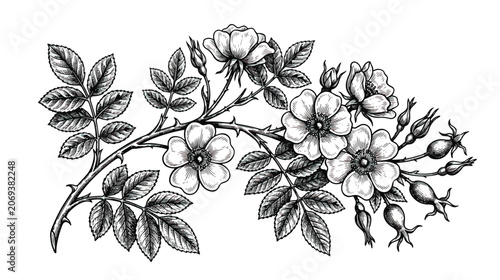 Vintage wild rose botanical illustration, hand drawn dog rose branch with flowers and rosehips, black and white floral engraving vector art