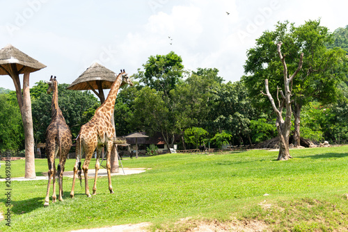 фотографія Giraffes roam lush safari landscape.