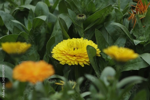 Bright yellow calendula flower blooming in a lush green garden nature setting