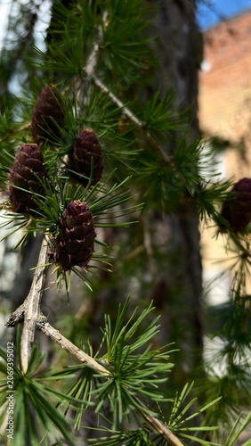 Close-Up of Larch Cones and Needles on Tree Branch Against Blue Sky, Natural Forest Background