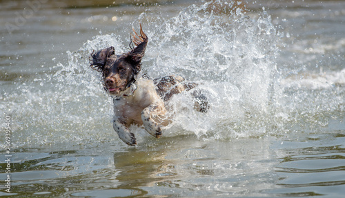 Quadro su tela English Springer Spaniel Playing in the Sea at Cei Bach Beach