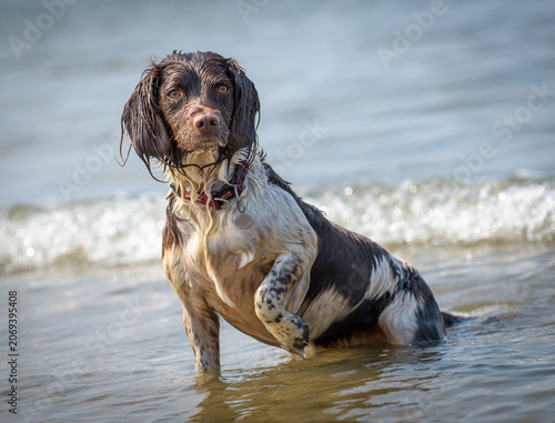 Konstfotografi English Springer Spaniel Playing in the Sea at Cei Bach Beach
