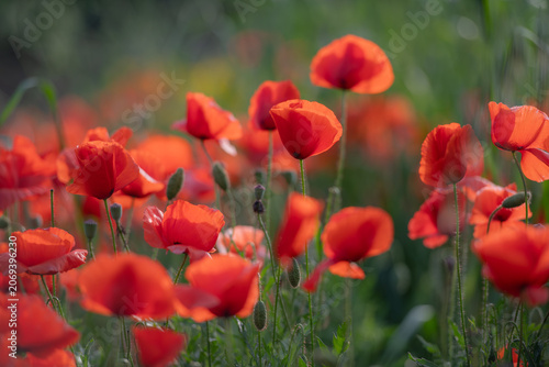 Dense field of red poppy flowers with green stems and unopened buds, highlighting a colorful spring meadow in natural daylight.