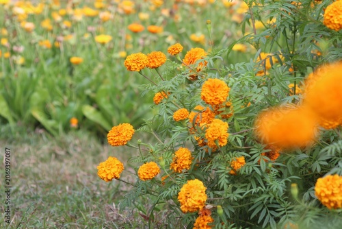 Vibrant orange marigold flowers blooming in a lush garden setting, showcasing natural petal textures and green foliage in a sunny outdoor environment