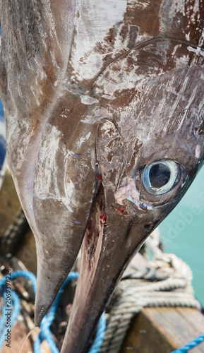 Close up of the head of a caught swordfish at the harbor of Rarotonga. Fishing industry