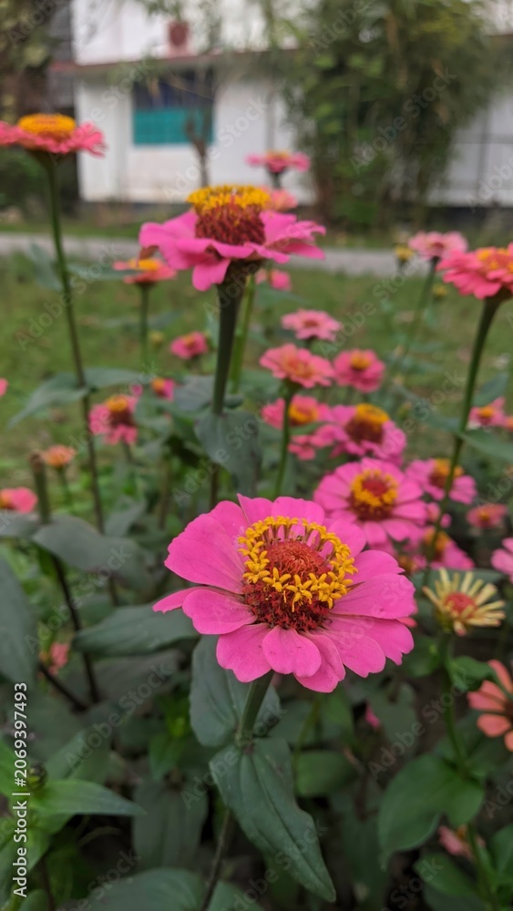 Obraz premium Vibrant pink zinnia flowers blooming in a lush garden setting during daytime