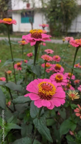 Vibrant pink zinnia flowers blooming in a lush garden setting during daytime