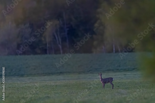 Roe deer standing in Kralovehradecky kraj field at dusk