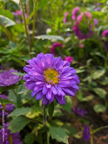 Vibrant purple aster flower with yellow center blooming in a lush green garden