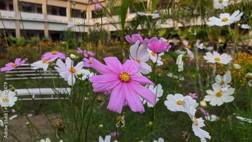 Delicate pink and white cosmos flowers blooming in a garden with soft green foliage and a blurred building background, botanical garden scene