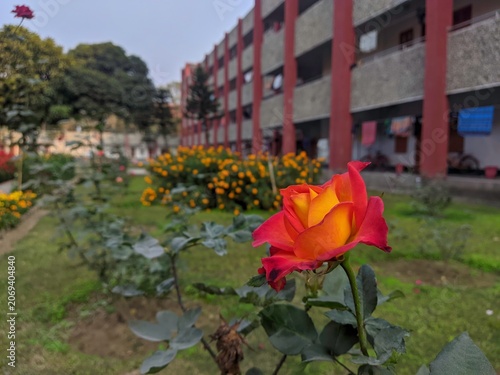 Orange and yellow rose flower in a garden with building in background