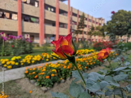 Single orange and yellow rose bud in a garden with a large building background