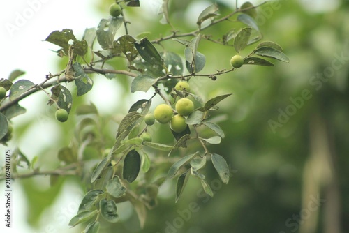 Small green round fruits growing on a thorny branch of a ziziphus jujuba tree, showcasing wild orchard harvest in a natural rural environment