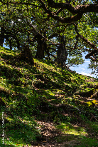 Centuries-old Laurel trees in Fanal forest (Laurissilva) in mountains on Madeira island in Portugal during sunny Summer day.