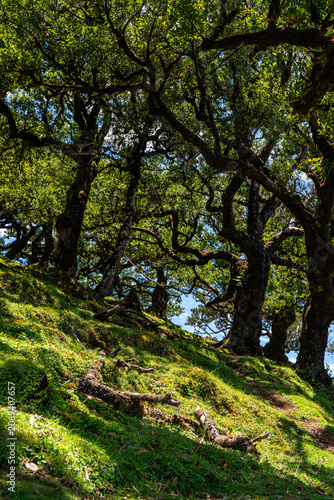 Centuries-old Laurel trees in Fanal forest (Laurissilva) in mountains on Madeira island in Portugal during sunny Summer day.