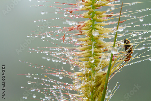Dew raindrop grass insect macro closeup nature morning dew droplets on grass seed head with small insect, shallow depth of field, soft green background, fresh weather detail, calm mood