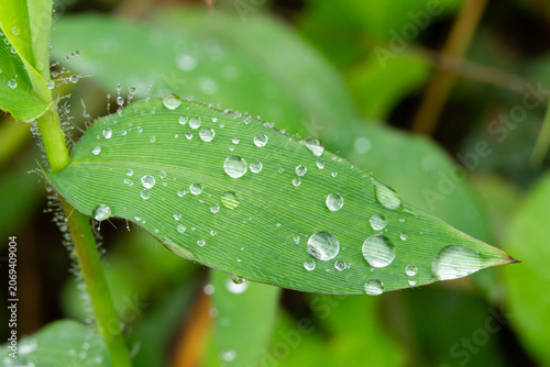 Green leaf water droplet dew raindrop macro nature fresh plant wet closeup after rainfall, detailed texture and soft bokeh background for natural freshness concept and outdoor seasonal growth