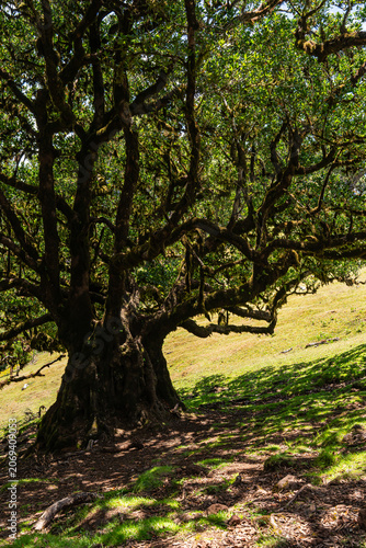 Beautiful centuries-old Bay Laurel tree with twisted branches in Fanal forest (Laurissilva) in mountains on Madeira island in Portugal during sunny Summer day.